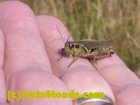 /home//u458753944/public_html/sourcegallery///////////Insects and small critters/grasshoppers and crickets (Orthoptera)/P1050981.JPG